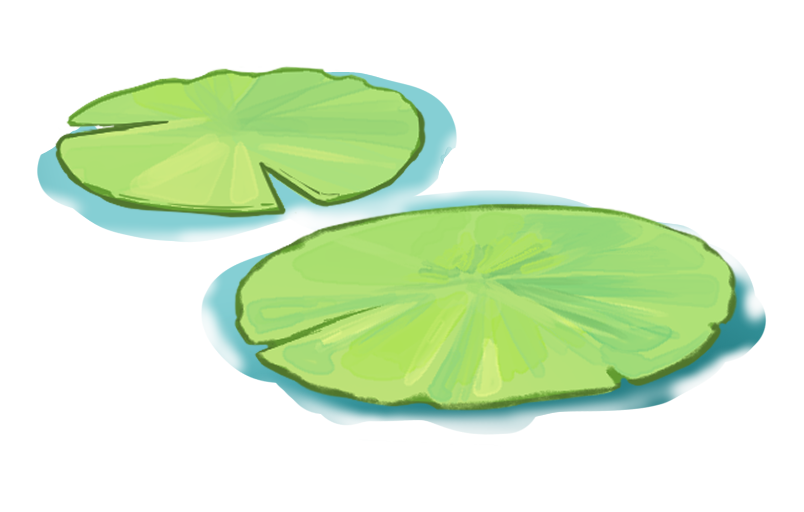 Lotus Leaf